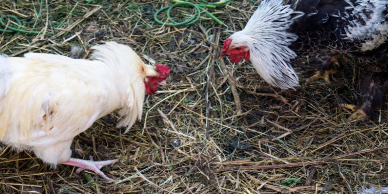 Disease prevention for fighting cocks