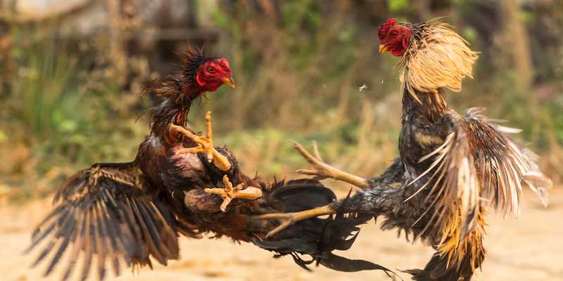 Đá gà nổi tiếng