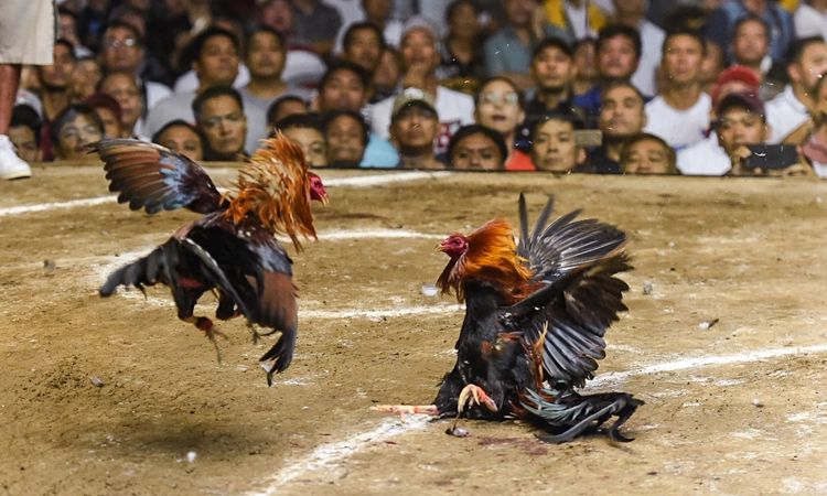 Legendary Cockfighting – A journey to discover the pinnacle of traditional cockfighting art.